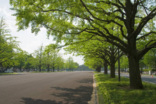 istock Fresh green of trees 665506930
