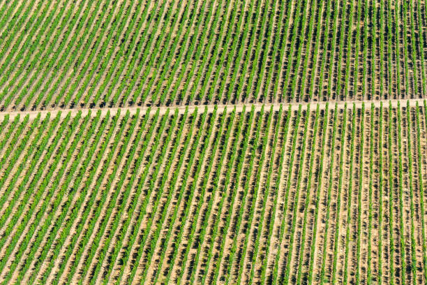 istock Vineyard at Colchagua Valley 665507494