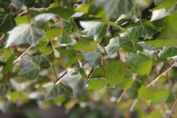 istock A Green Wall Of Live 665508042