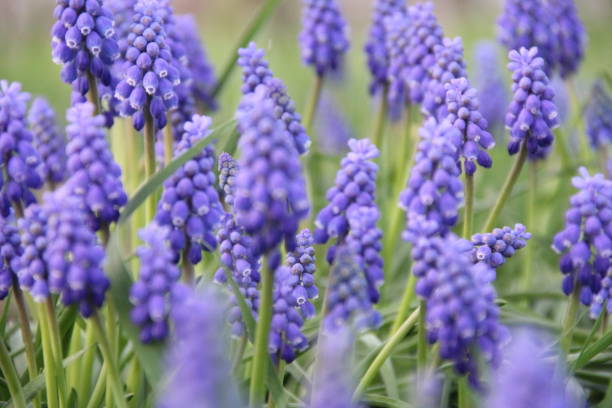 istock Purple Flower vield 665508228
