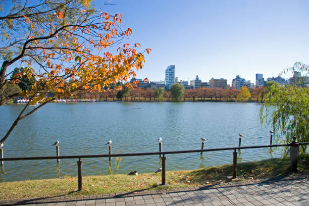 istock Autumn Ueno pond 665508310