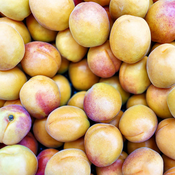 istock Fresh juicy apricots 665510486