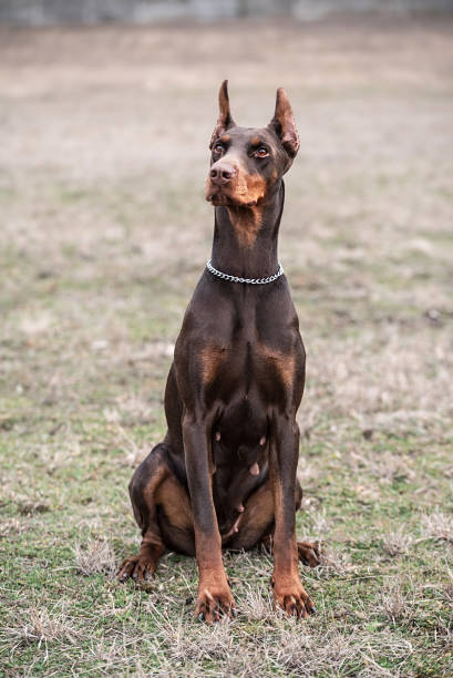 istock Doberman pinscher poses for the camera 665514812