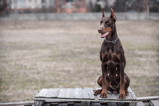 istock Doberman pinscher poses for the camera 665514886