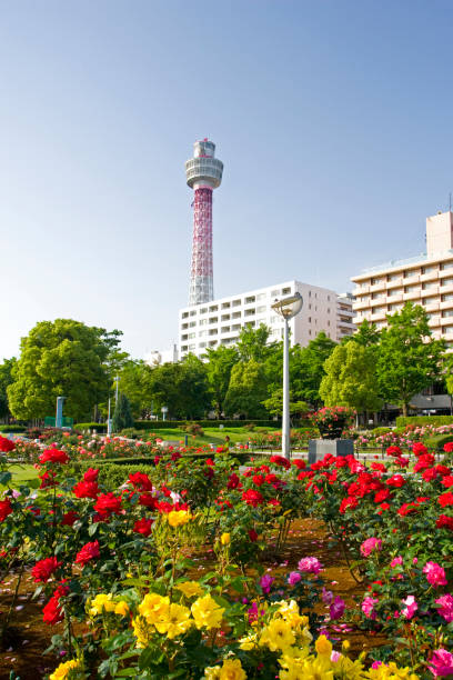 istock Yamashita Park in summer 665515982