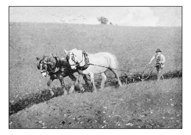 istock Antique photo of paintings: Farmer 665524826