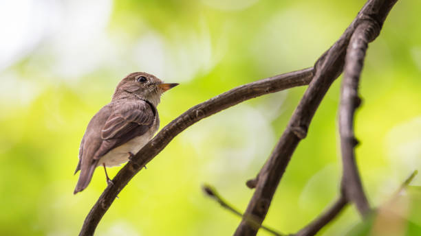 istock Bird (Asian brown flycatcher, Muscicapa dauurica, Siamensis) grey-brown color perched on a tree in the garden 665526254