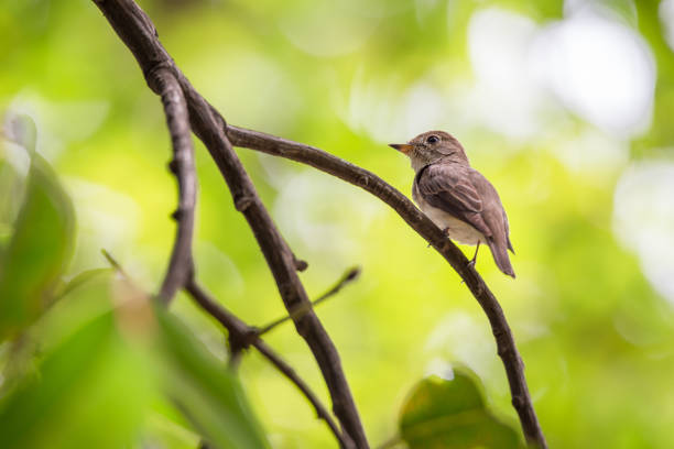 istock Bird (Asian brown flycatcher, Muscicapa dauurica, Siamensis) grey-brown color perched on a tree in the garden 665526394