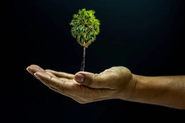 Hand of asia man holding Borassus flabellifer palm tree is environment helping giving or beg concept on black background dark style