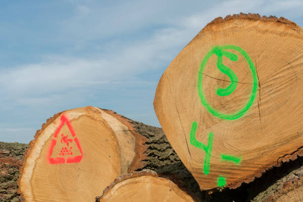 istock Sawn trunks stacked on the side of the road 665532644