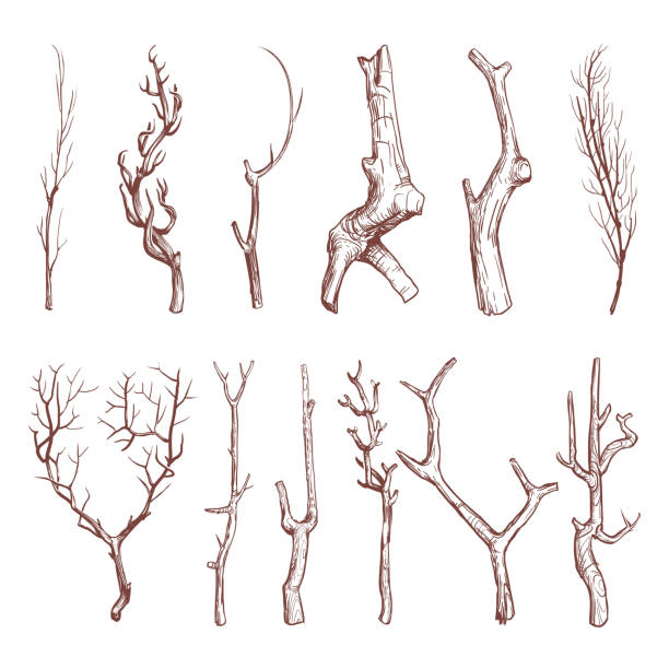 эскиз деревянных веток, сломанные ветви деревьев вектор набор - stick wood isolated tree stock illustrations