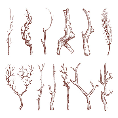 Sketch wood twigs, broken tree branches vector set. Botany wood twig, collection of sketch dry twig limb illustration