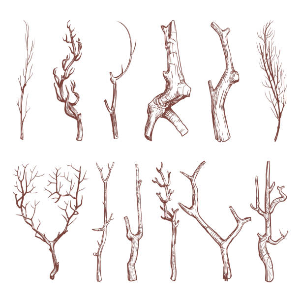 Sketch wood twigs, broken tree branches vector set Sketch wood twigs, broken tree branches vector set. Botany wood twig, collection of sketch dry twig limb illustration snag tree stock illustrations