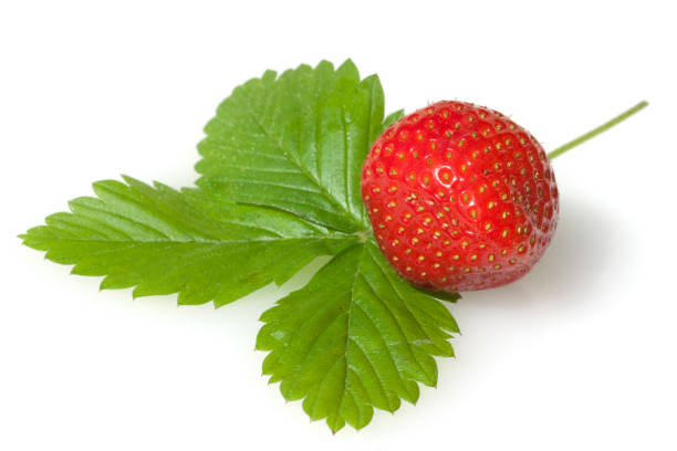 istock Strawberry; Fragaria x ananassa 665547932