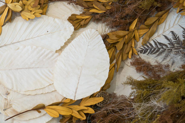 istock Dried leaves and plants background 665549508
