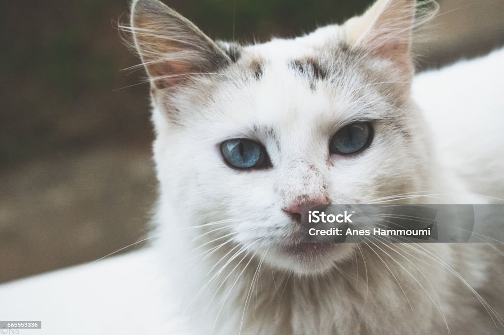 White cat Beautiful white kitten with blue eyes Algeria Stock Photo
