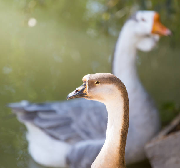istock goose in the park outdoors 665553740