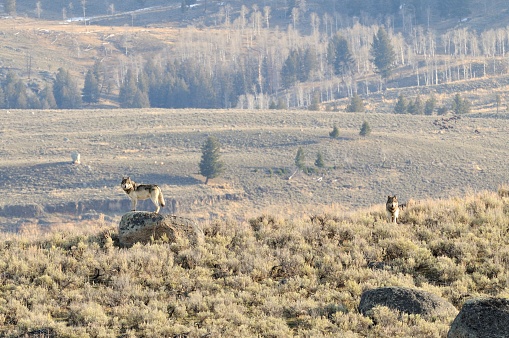 a pair of Wolves stand alert near Junction Butte in Northern Yellowstone National Park