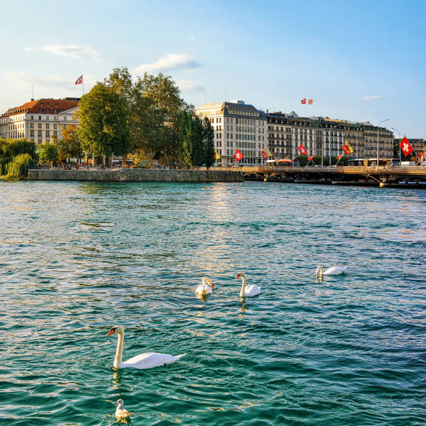 Swans in Geneva Lake in summer, Geneva, Switzerland. Bergues Bridge on the background