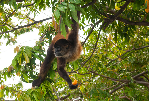 A spider monkey with a banana in the hand inside Tortuguero national park in Costa Rica.