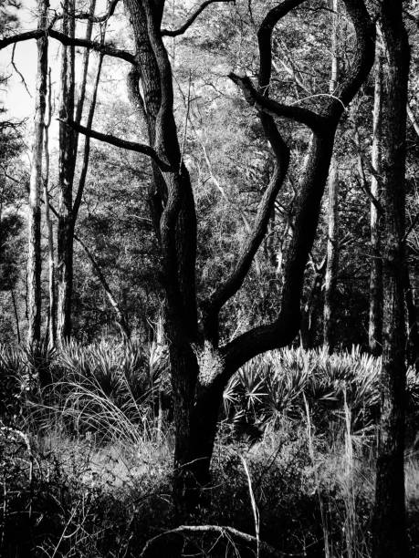 istock Crooked Tree of the South 665555366