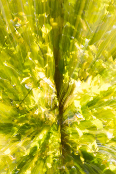 istock beautiful bokeh autumn nature in motion 665559984