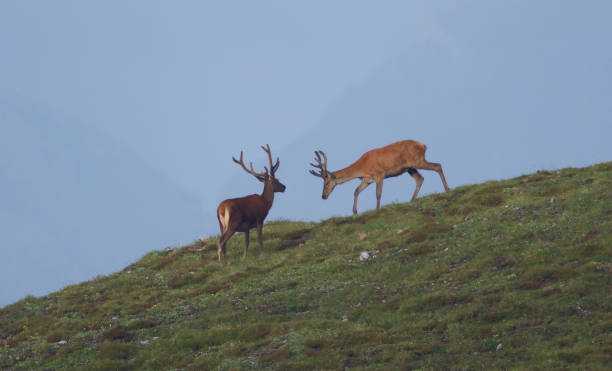 istock Male Deer - Red Deer Male 665560820