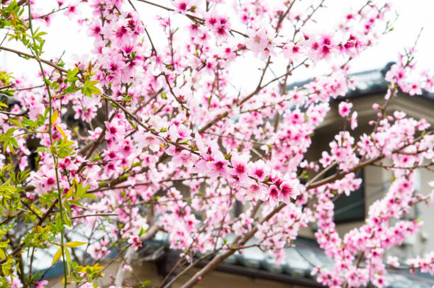 istock Beautiful cherry blossom sakura in spring time over blue sky. 665561124