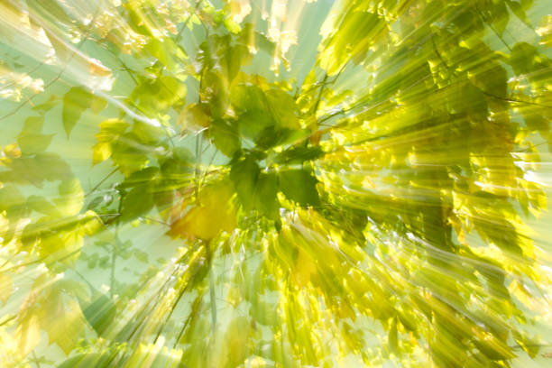 istock beautiful bokeh autumn nature in motion 665561264