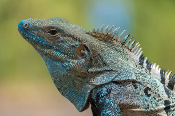 istock Close up shot of the iguana 665561432
