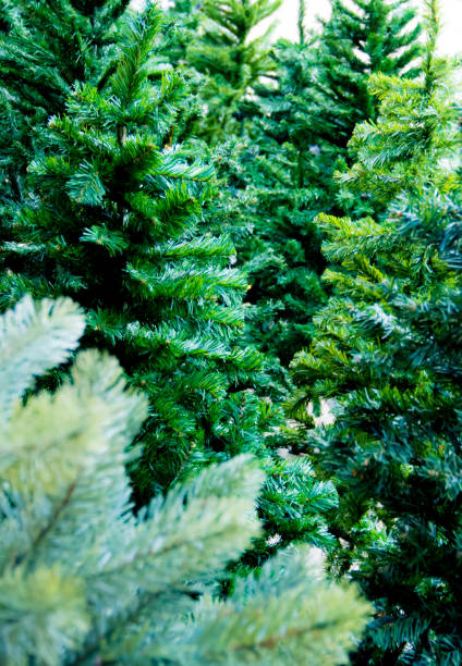 istock Artificial foliage of artificial Christmas tree 665561456
