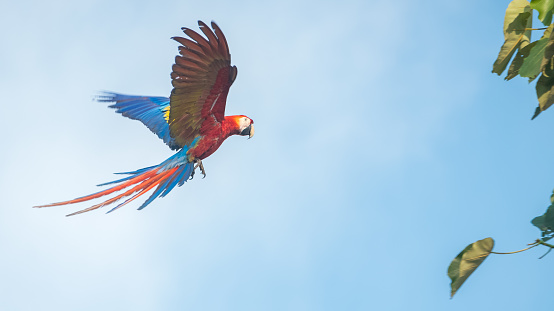 The scarlet macaw (Ara macao) flying towards the green brunch with a blue sky on the background