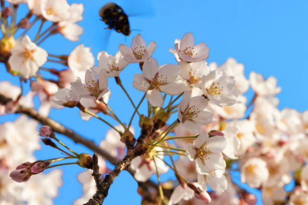 istock Bee and Sakura or cherry tree flowers bloom blue sky 665564560