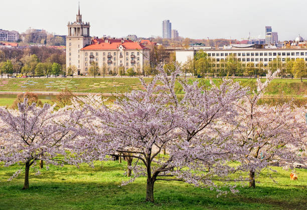 istock Sakura or cherry tree flowers bloom in spring japanese garden 665564782