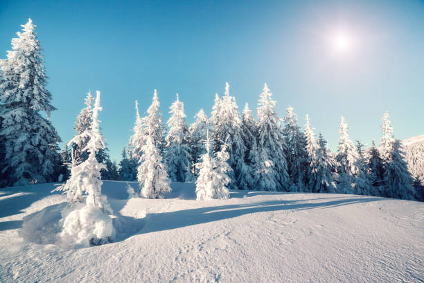 istock Majestic winter trees glowing by sunlight at blue sky. 665565762