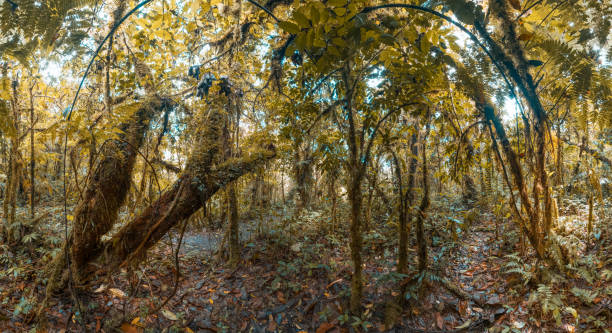 istock Panorama of the tropical wet forest 665570800