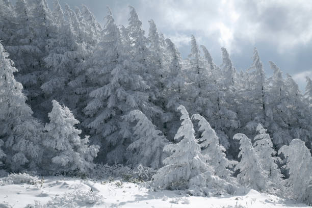 istock Snow and the rime ice trees 665574744
