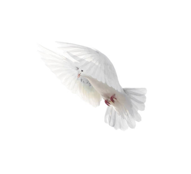 istock A free flying white dove isolated on a white background 665577752