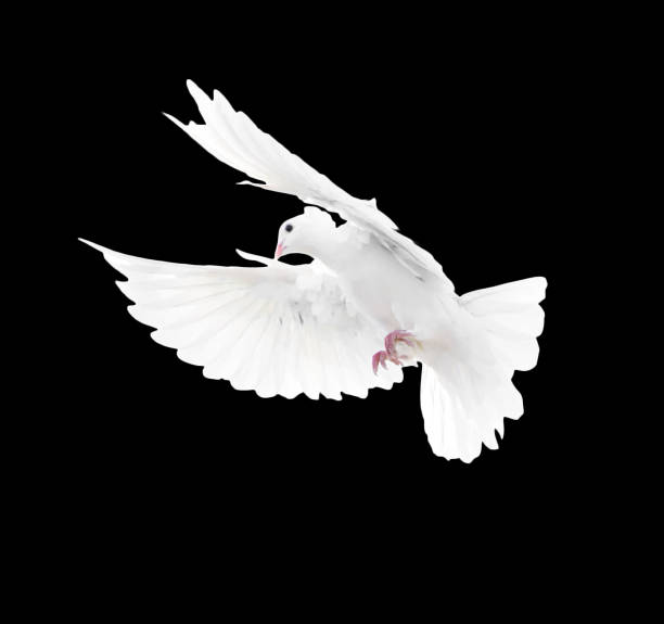 istock A free flying white dove isolated on a black background 665577812