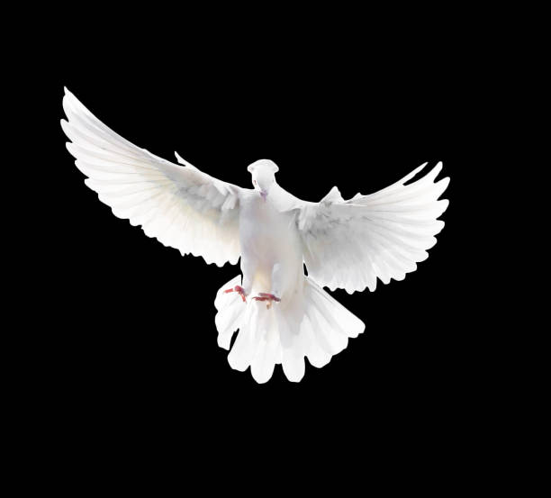 istock A free flying white dove isolated on a black background 665577872