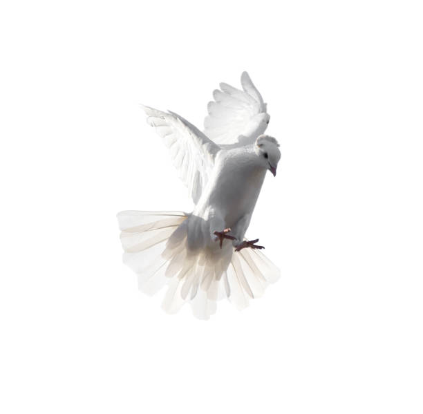 istock A free flying white dove isolated on a white background 665577912