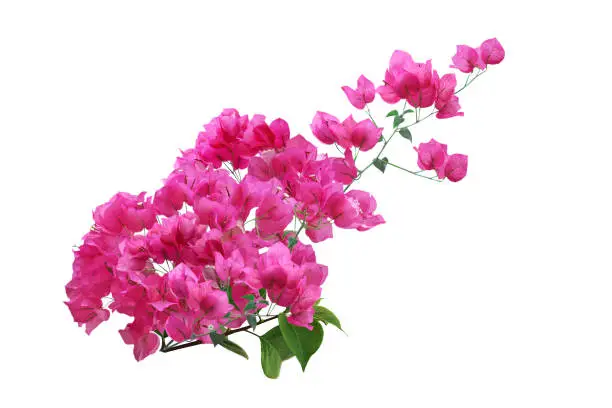 Photo of Pink Bougainvillea Flower