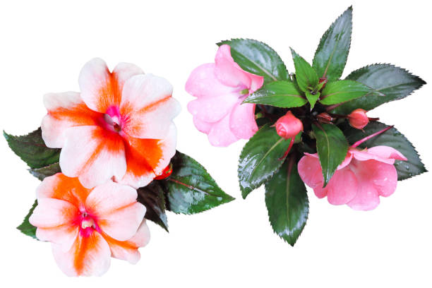 istock Sultana Flower Collection 665581300