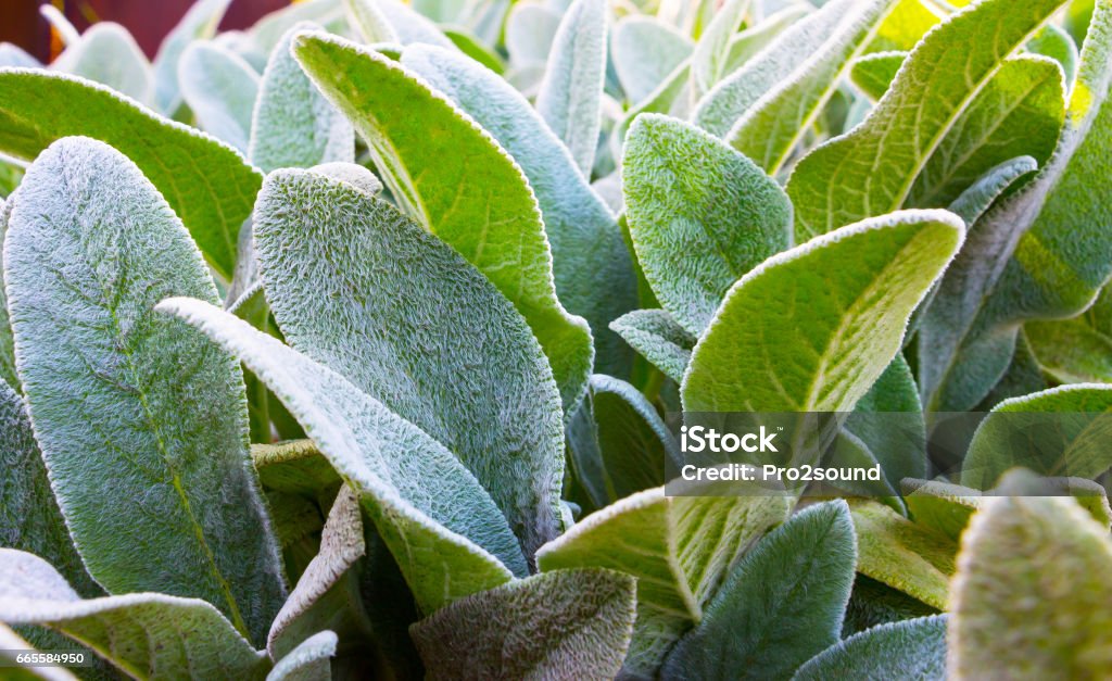 Herb Lambs ear Herb Lambs ear. A beautiful perennial herbaceous plant with velvet leaves. Stachys Byzantina Stock Photo