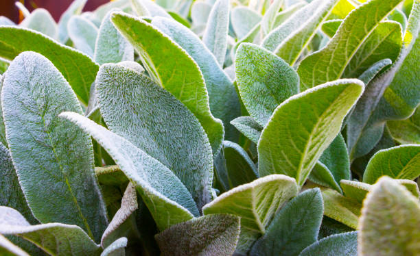 Herb Lambs ear Herb Lambs ear. A beautiful perennial herbaceous plant with velvet leaves. big ears stock pictures, royalty-free photos & images