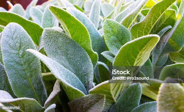 Herb Lambs Ear Stock Photo - Download Image Now - Stachys Byzantina, Plant, Animal