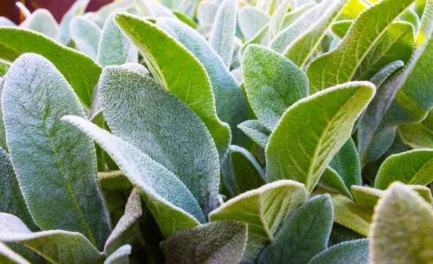 Photo of Herb Lambs ear