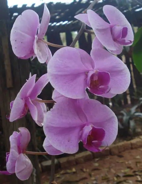 Orchid lilac