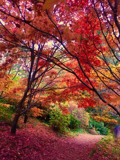 istock Autumn Woodland Colours 665588392