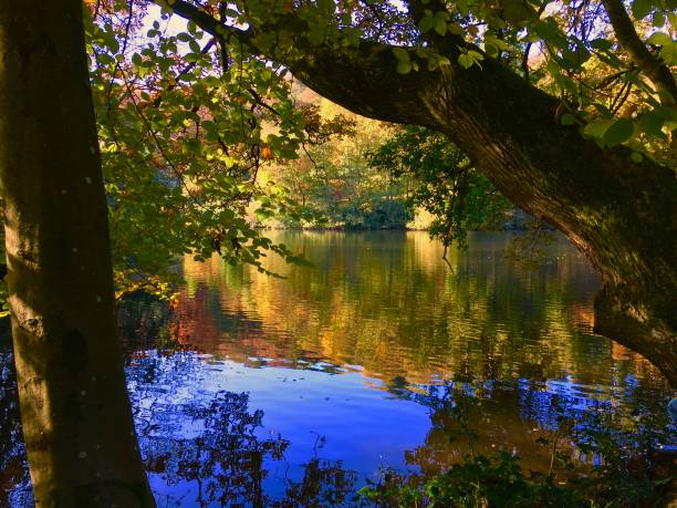 istock Autumn Woodland Colours 665588458